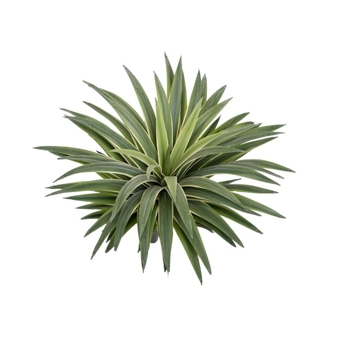 Agave Bush 40cm Real Touch Pack of 6