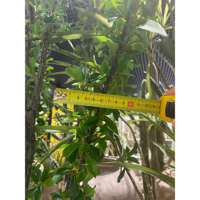 Alhagi Tree Green 183cm Pack of 2