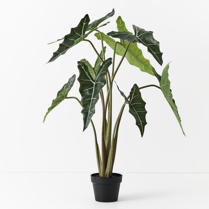 Alocasia Plant Green 120cm - Pack of 2