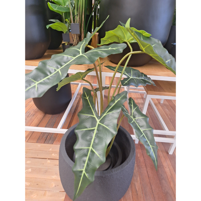 Alocasia Plant Green 120cm - Pack of 2