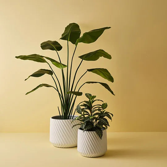 Ando White 32cm Pot Pack of Two