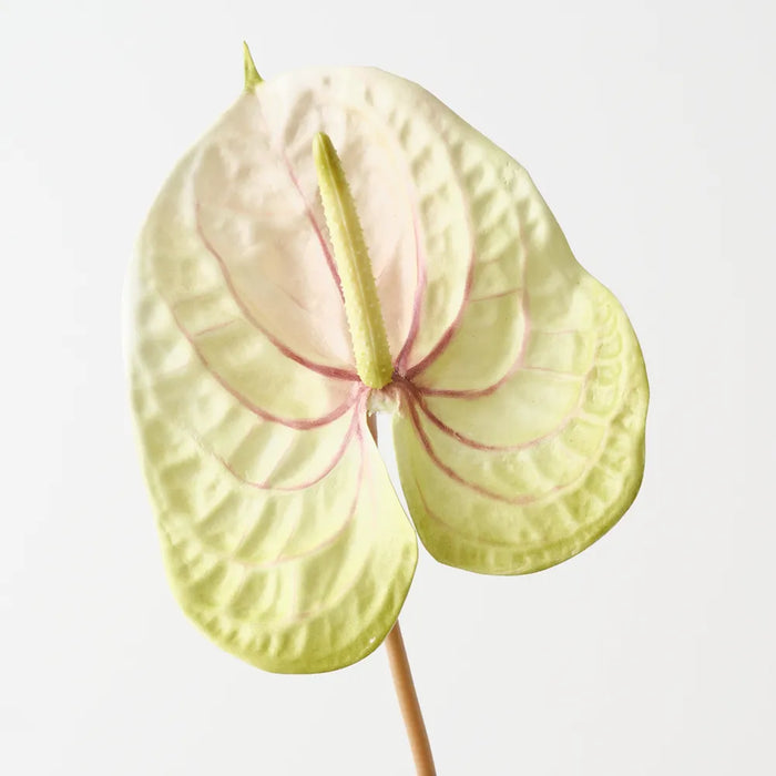 Anthurium 71cm Light Green Burgundy - Pack of 6