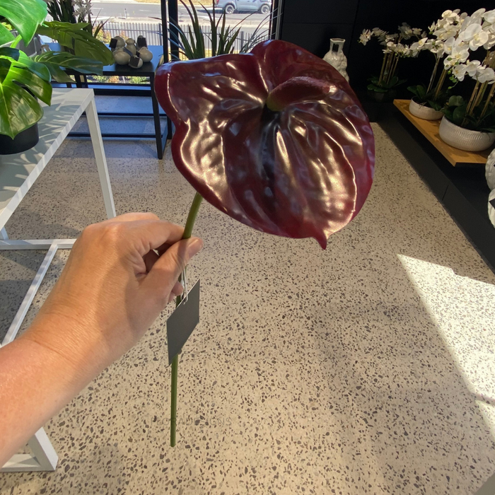 Anthurium Burgundy 58cm Pack of 12