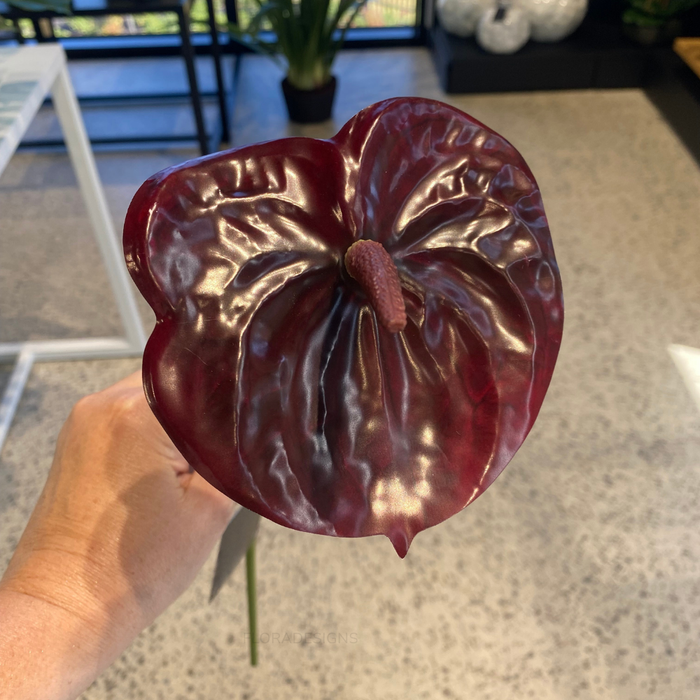 Anthurium Burgundy 58cm Pack of 12