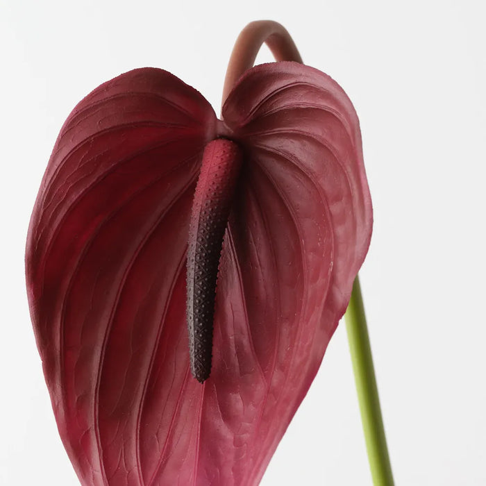Anthurium Burgundy Red 74cm Pack of 12