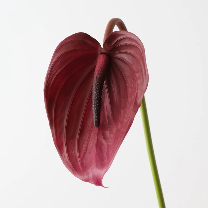 Anthurium Burgundy Red 74cm Pack of 12