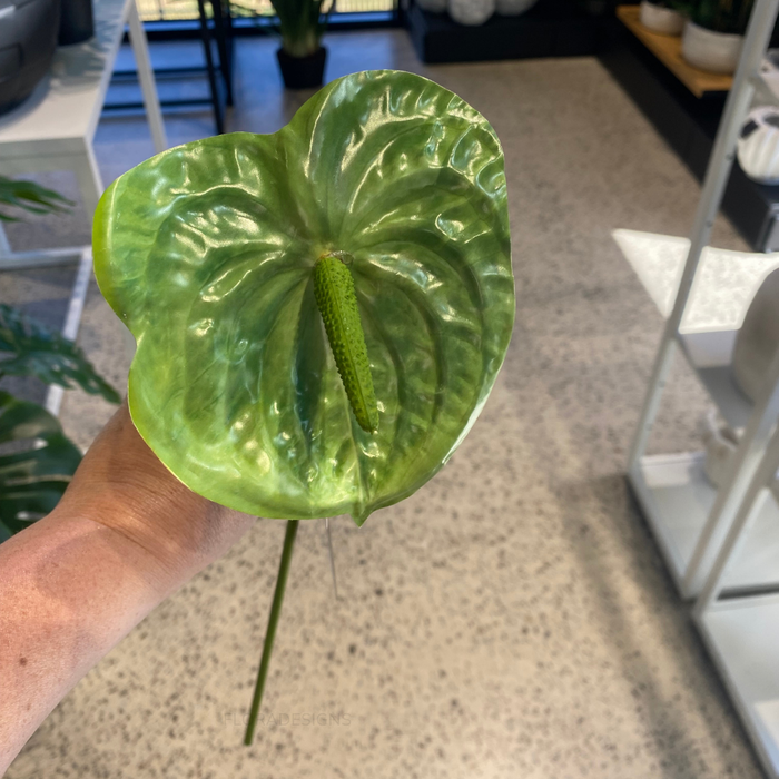 Anthurium Green 58cm Pack of 12