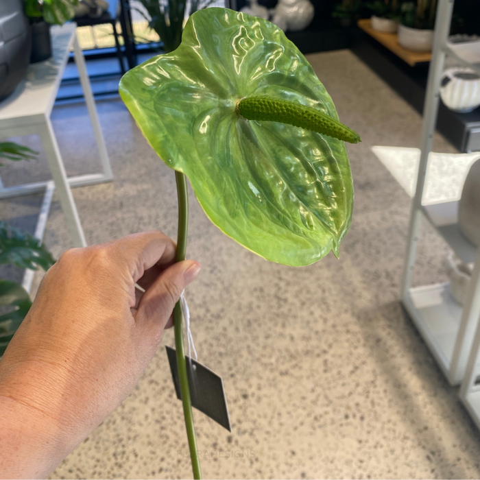 Anthurium Green 58cm Pack of 12
