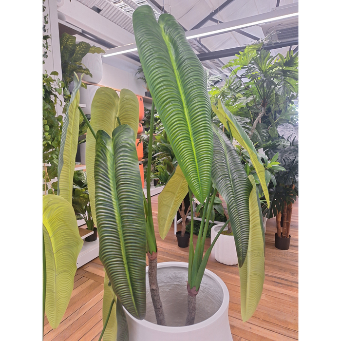 Anthurium Veitchii Plant Green 180cm