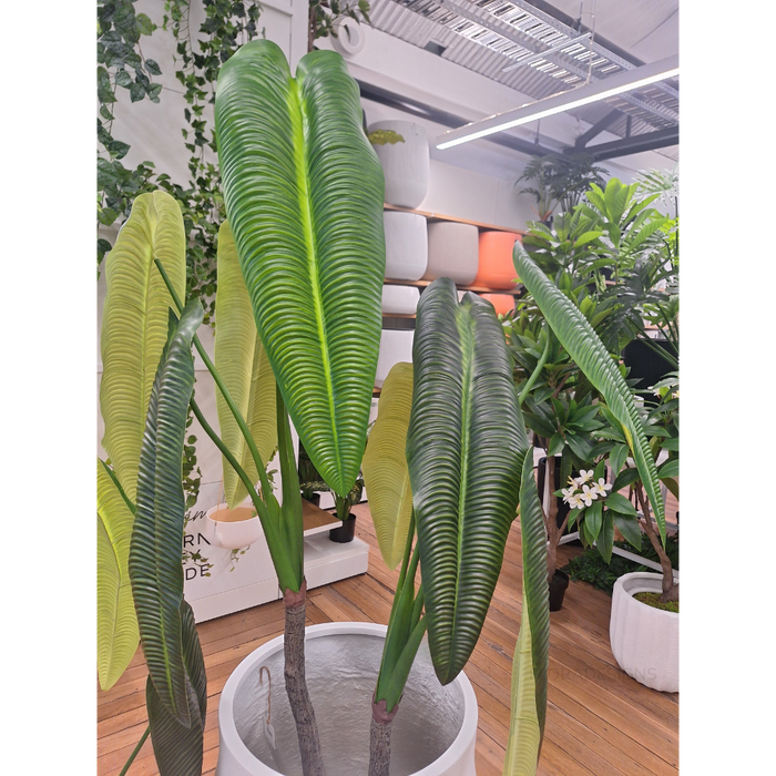 Anthurium Veitchii Plant Green 180cm