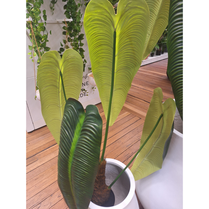 Anthurium Veitchii Plant Green 180cm