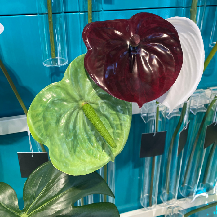 Anthurium Green 58cm Pack of 12