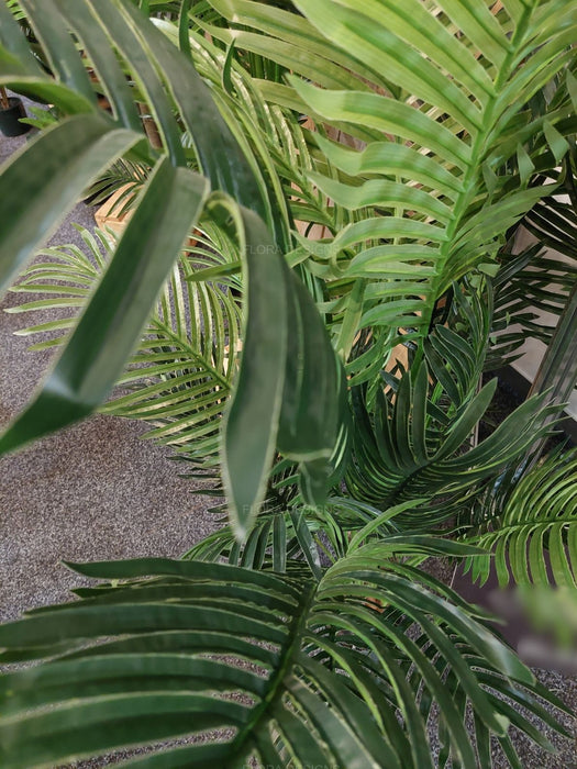 Areca Palm 137cm