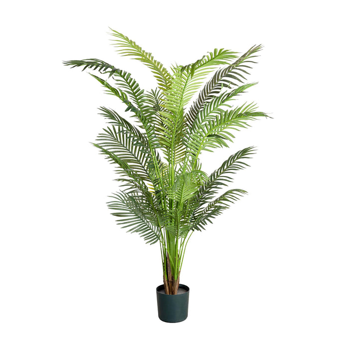 Areca Palm 183cm