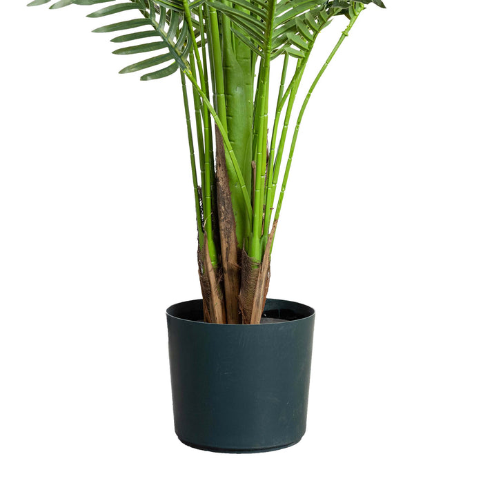 Areca Palm 183cm