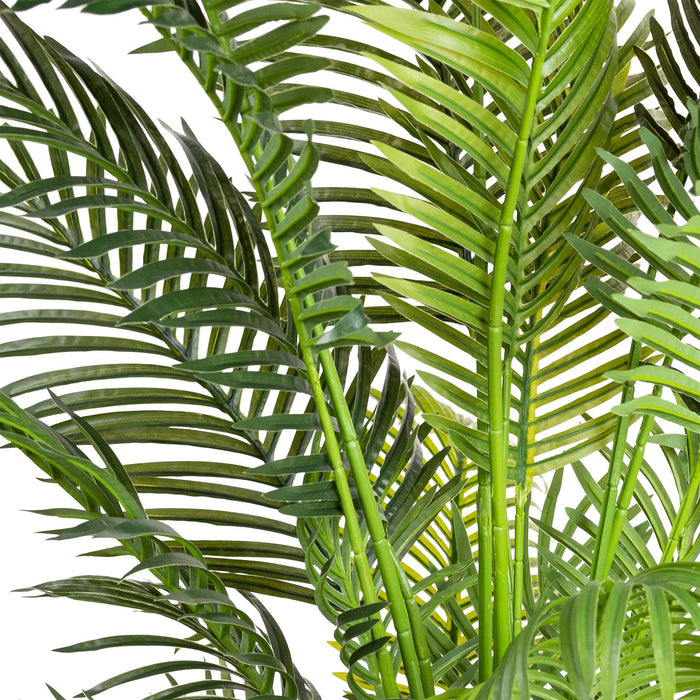 Areca Palm 183cm
