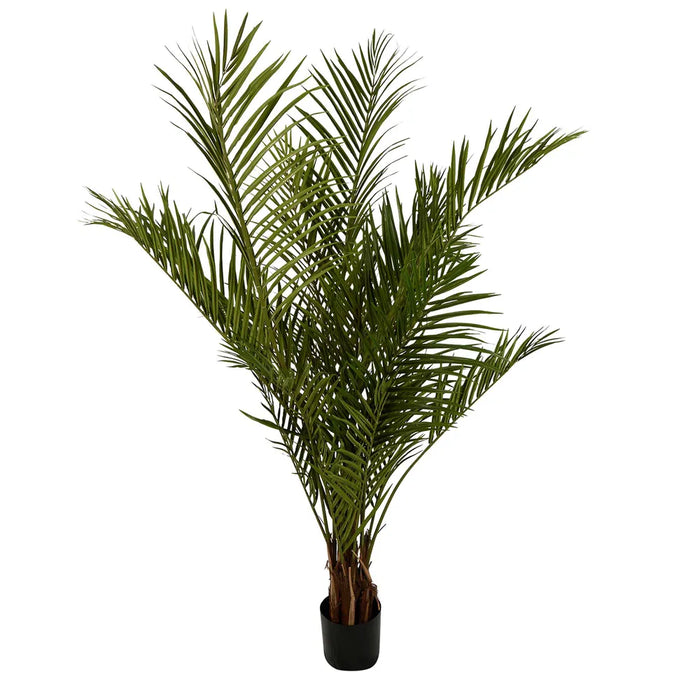 Areca Palm Tree Potted Wide 200cm