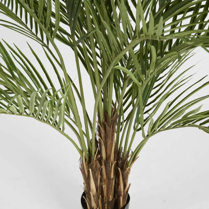 Areca Palm Tree Potted Wide 200cm