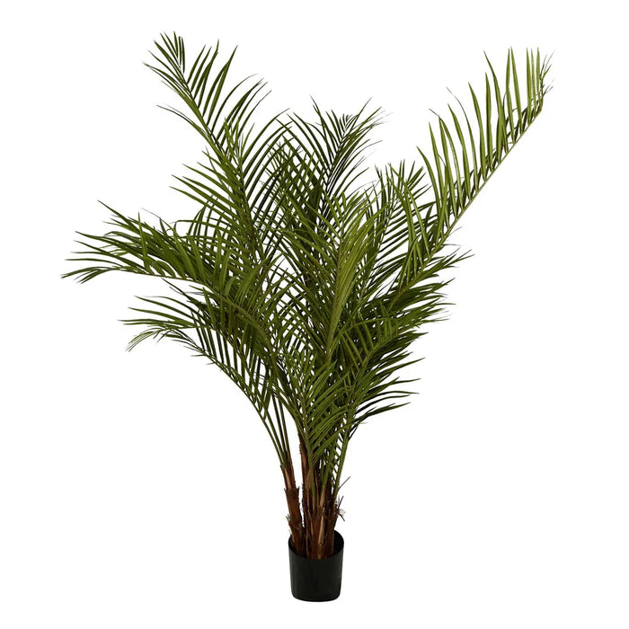 Areca Palm Tree Potted Wide 200cm