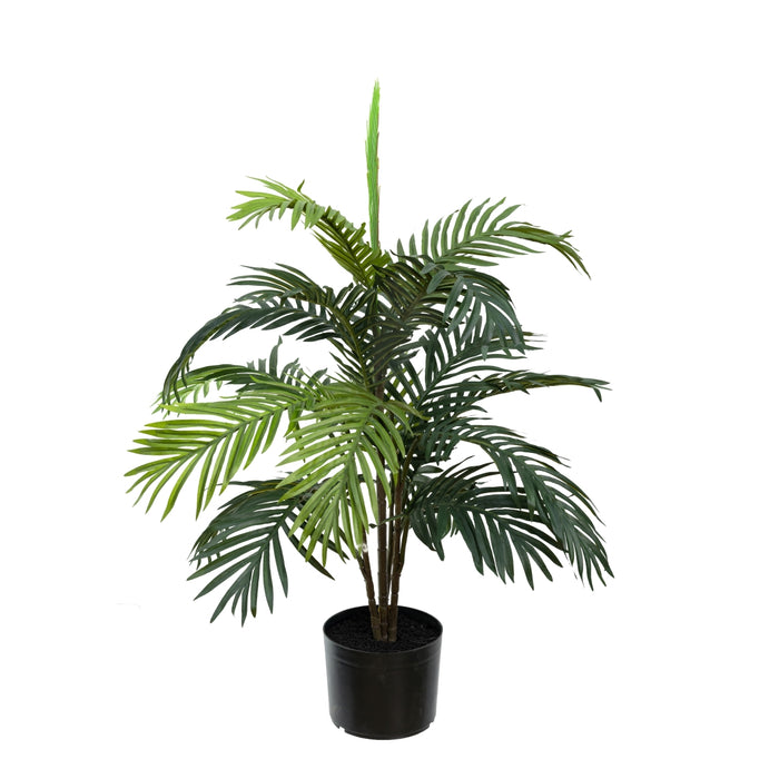 Areca Plant 90cm