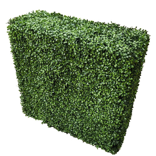 Boxwood Hedge X 100cm - FLORA DESIGNS