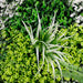 Forest Floor Artificial Vertical Garden Green Wall Panel 1mx1m - FLORA DESIGNS