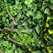 Verdant Fern Artificial Vertical Garden Green Wall Panel 1mx1m - FLORA DESIGNS