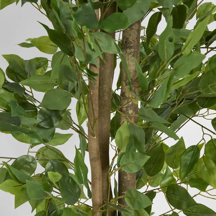 Ficus Tree 160cm Green