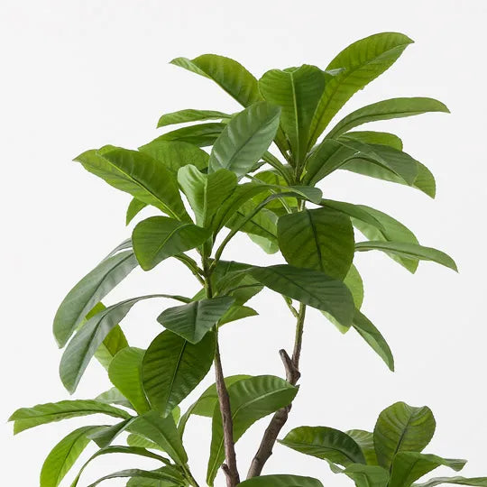 Loquat Tree Green 183cm - Pack of 2