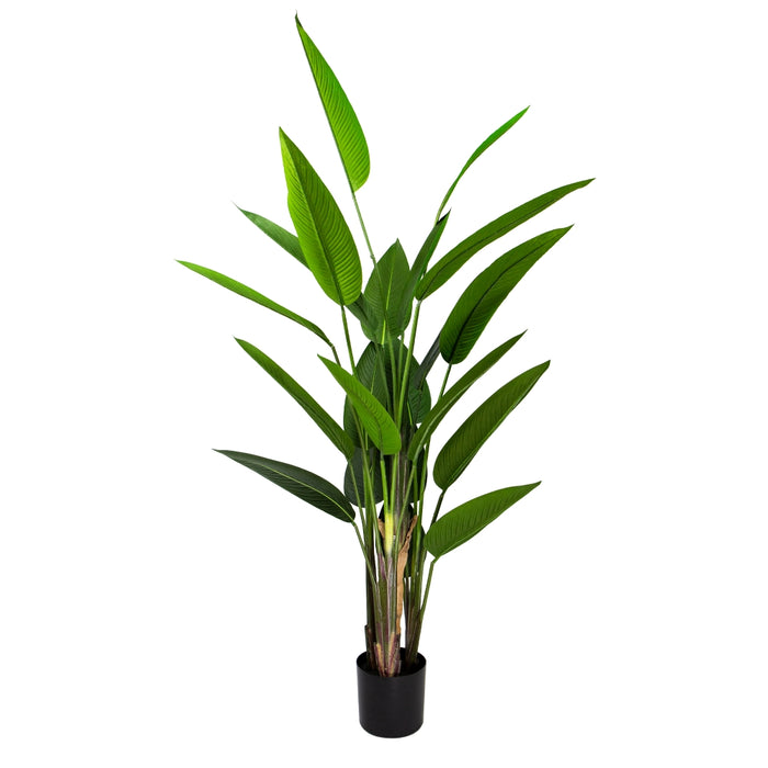 Strelitzia Plant 21 Leaves 200cm