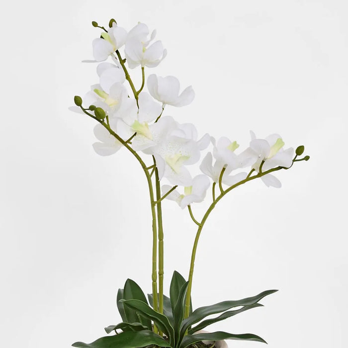 Ascocenda Orchid Plant White In Pot 55cm