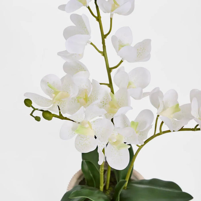 Ascocenda Orchid Plant White In Pot 55cm