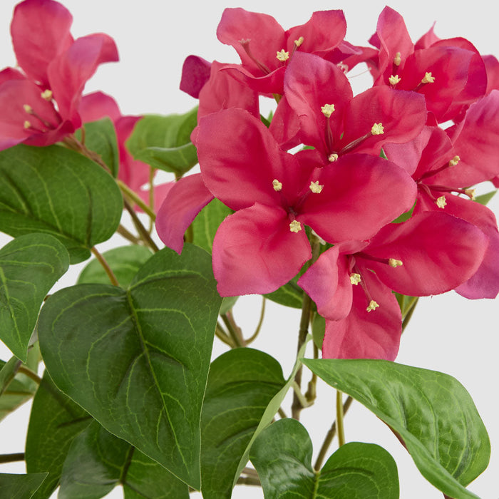 Artificial UV Trailing Bougainvillea Bush Fuchsia 50cm Fuchsia - FLORA DESIGNS