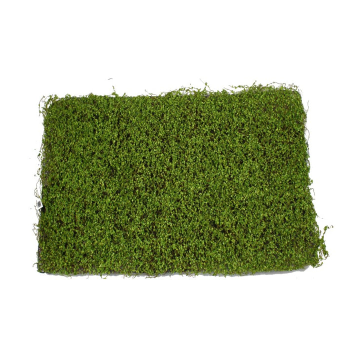 Baby's Tears Grass Mat 100cm x 50cm Pack of 3
