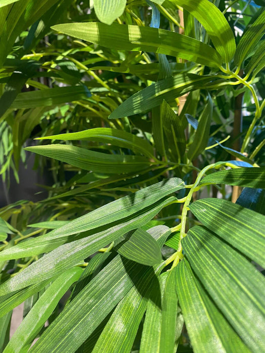 Bamboo Golden Plant 180cm Set of 2