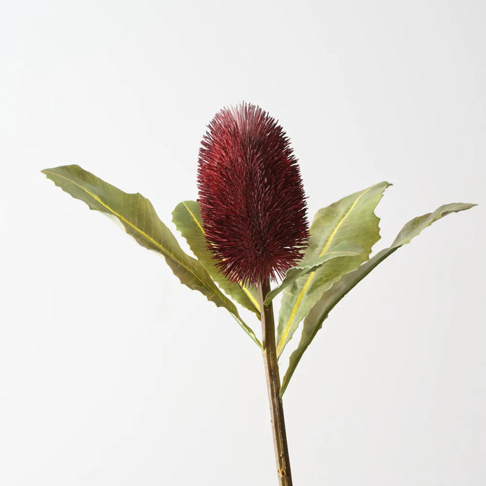 Banksia Robur 70cm Burgundy Red - Pack of 6