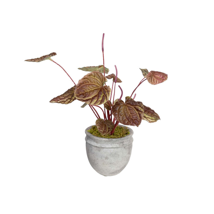 Begonia Bush in Pot 20cm Burgundy Red Set of 4