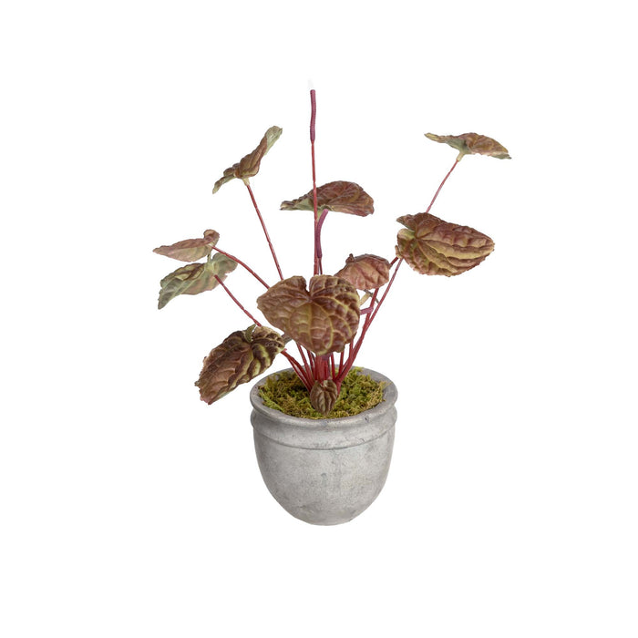 Begonia Bush in Pot 20cm Burgundy Red Set of 4