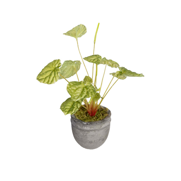 Begonia Bush in Pot 30cm Green Set of 4