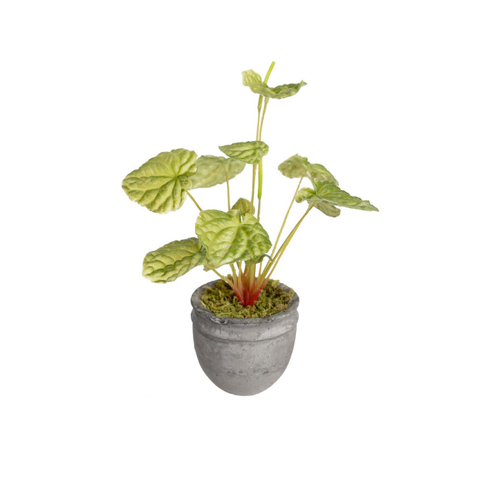 Begonia Bush in Pot 30cm Green Set of 4