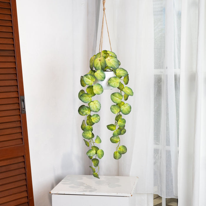 Begonia Green In Hanging Planter 105cm