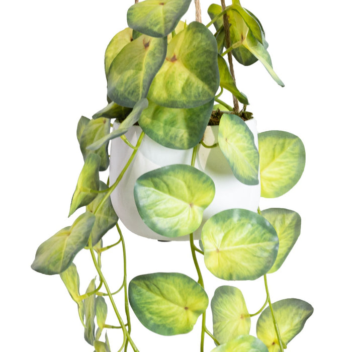 Begonia Green In Hanging Planter 105cm