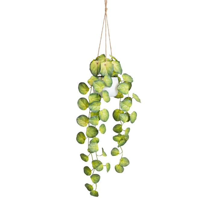 Begonia Green In Hanging Planter 105cm