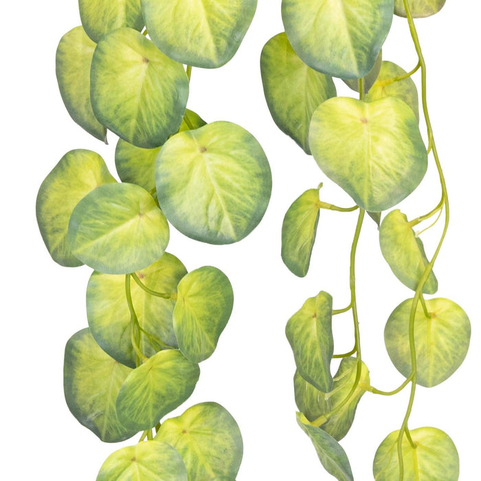 Begonia Hanging Bush 80cm Pack of 6