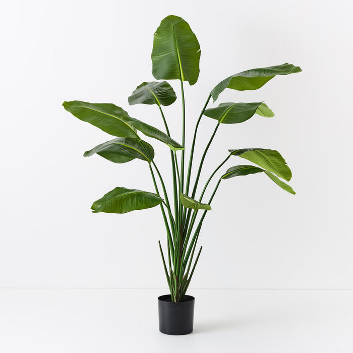 Bird of Paradise Plant Green 180cm - Pack of 2