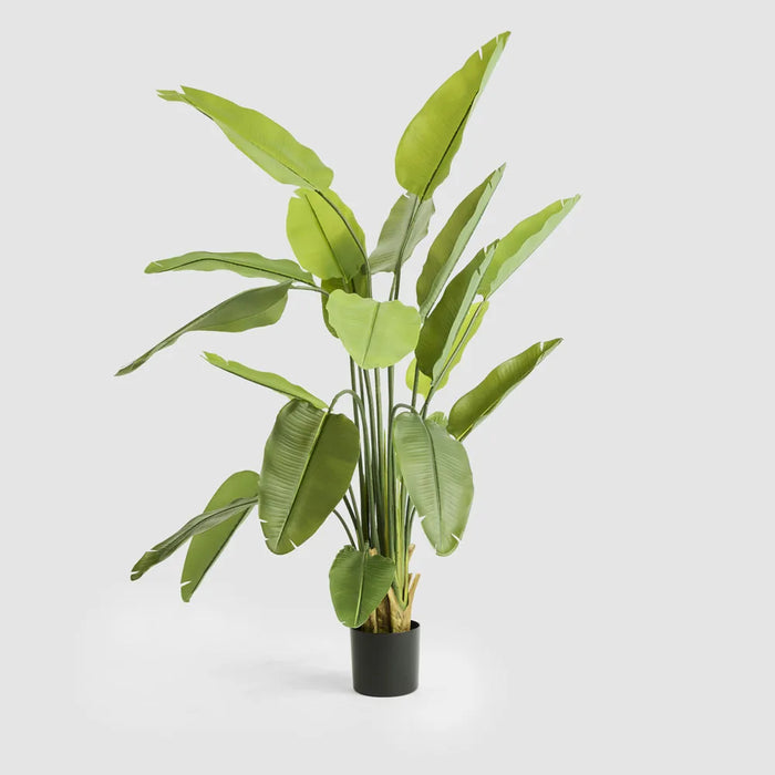 Bird of Paradise Real Touch 180cm