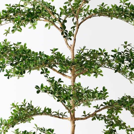 Black Olive Tree 243cm Green