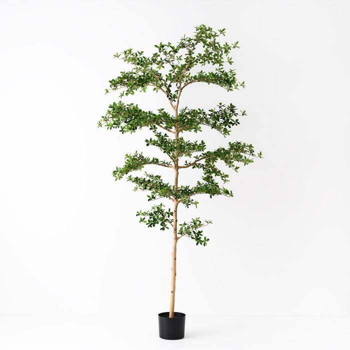 Black Olive Tree 243cm Green