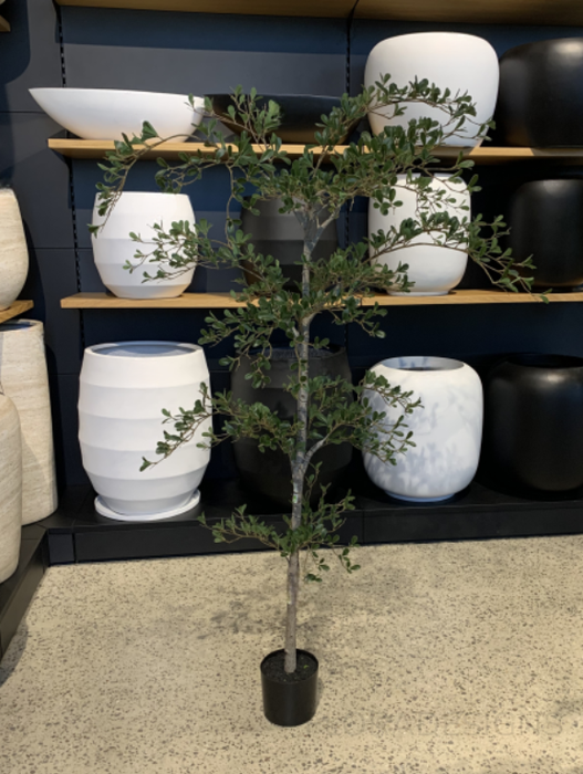 Black Olive Tree Green 180cm