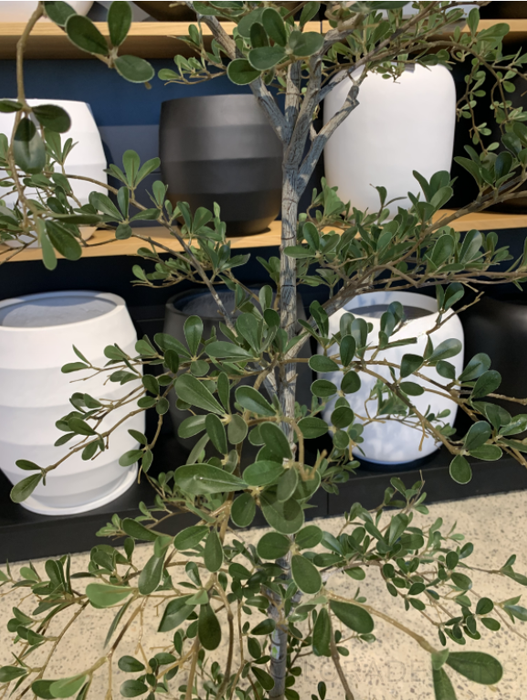Black Olive Tree Green 180cm